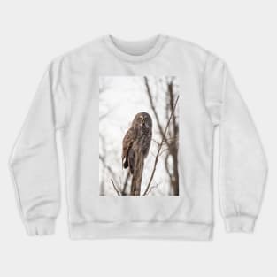 Great Grey Owl in winter Crewneck Sweatshirt